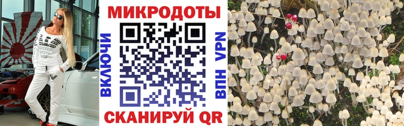 Галлюциногенные грибы Psilocybe  Кировск 